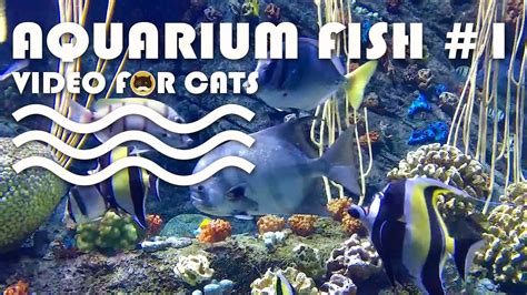 fish videos for cats|fish videos to entertain cats.